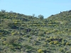 estrella21