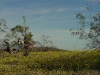 estrella5