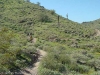 Javelina Trail, South Mountain