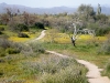 Pemberton Trail, McDowell Mountain Regional Park