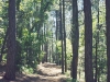 Trail 307, Prescott, AZ
